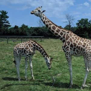 Meet your Posher, Leslie